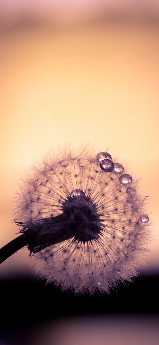 dandelion, drops, macro