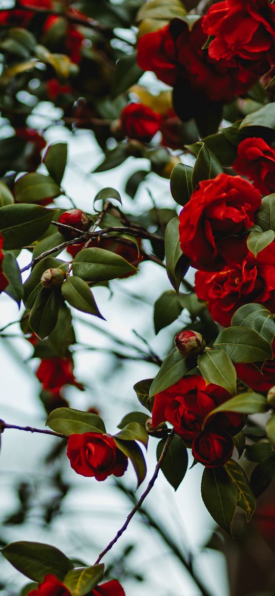 rose, bush, flowering