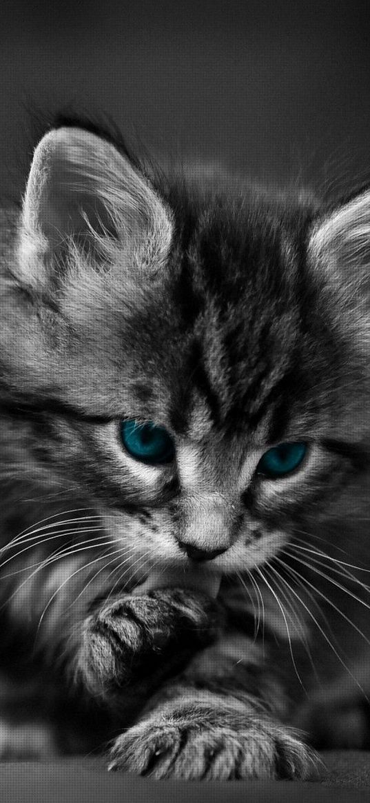 kitten, blue-eyed, furry, cat, wash