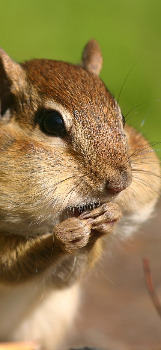 chipmunk, cheeks, stocks, grass