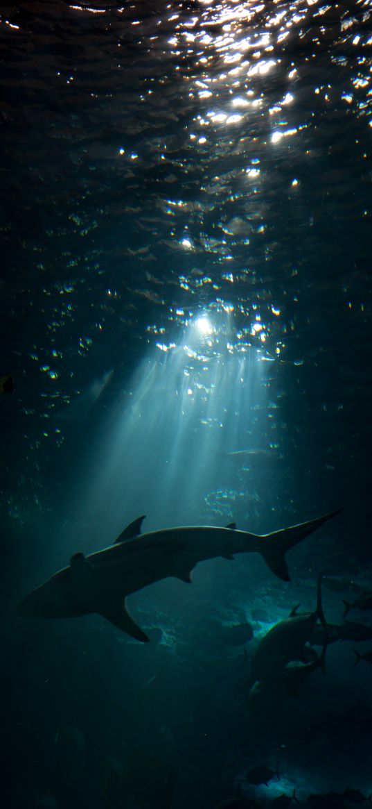 shark, underwater world, dark