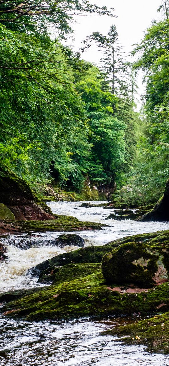 river, stream, forest, stone, moss