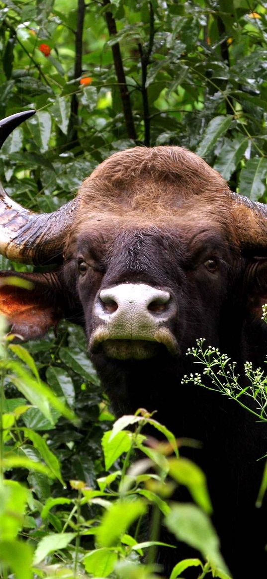 gaur, bull, horns, muzzle, grass, nose, brown