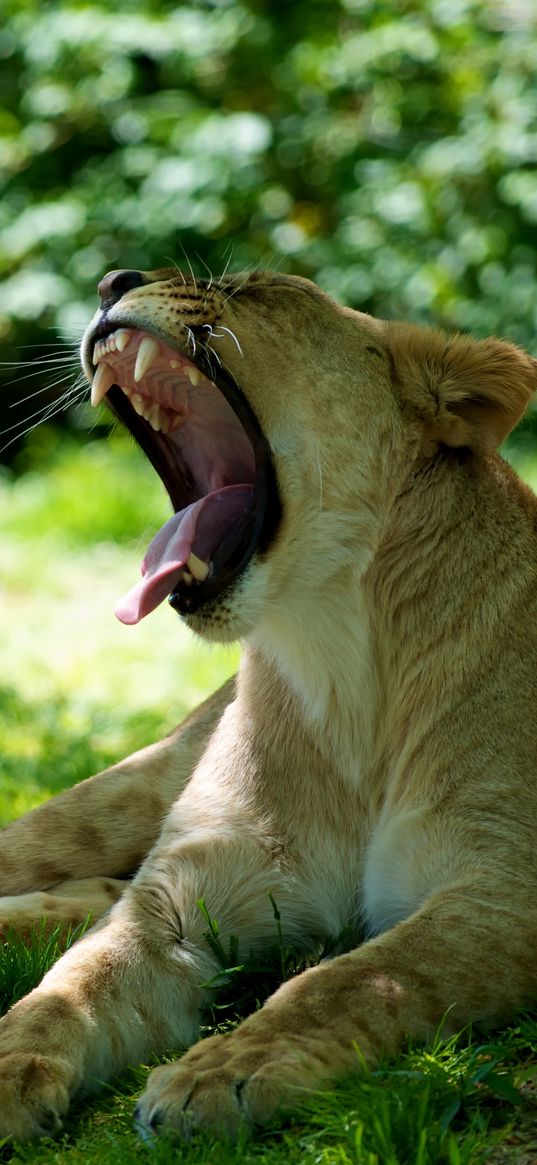 lioness, jaws, protruding tongue