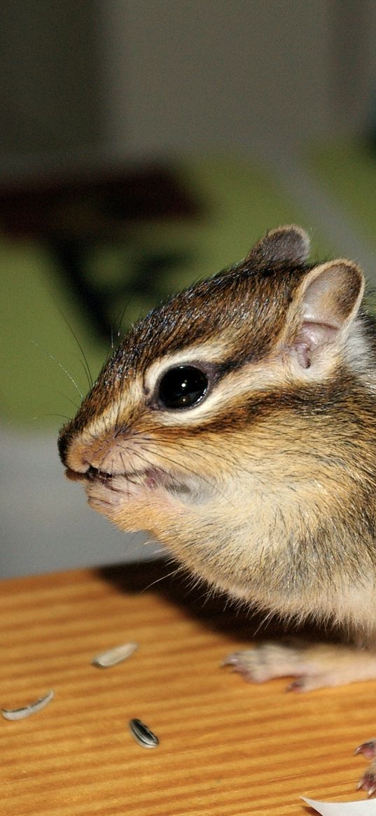 squirrel, baby, striped, sit