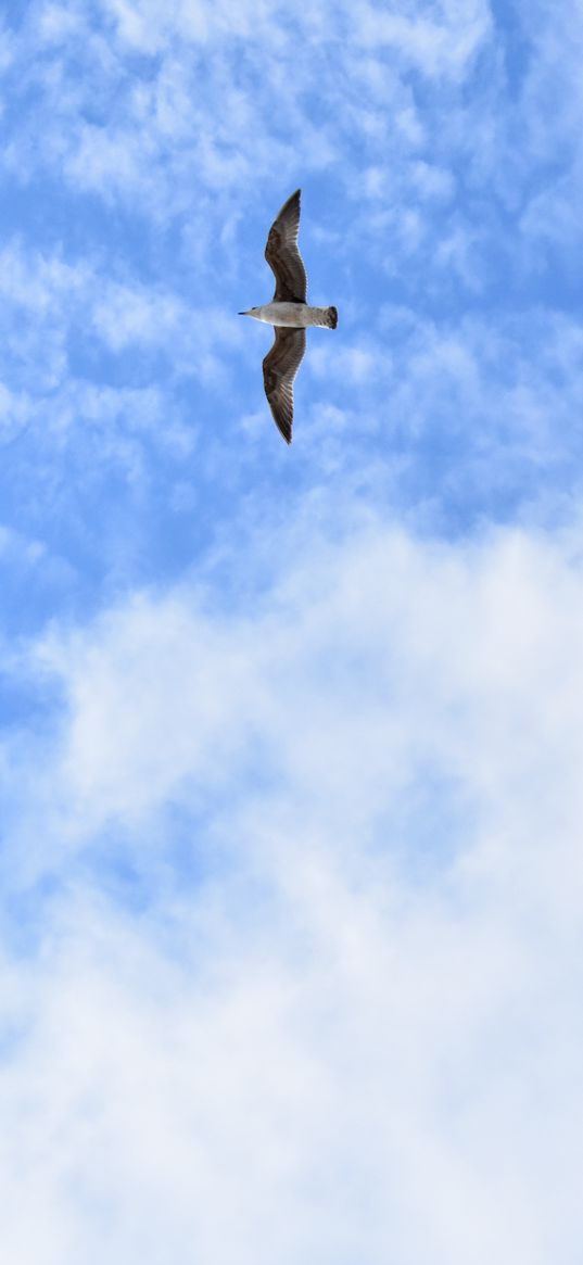 seagull, flight, minimalism