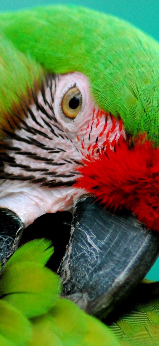 parrot, green, beak, striped