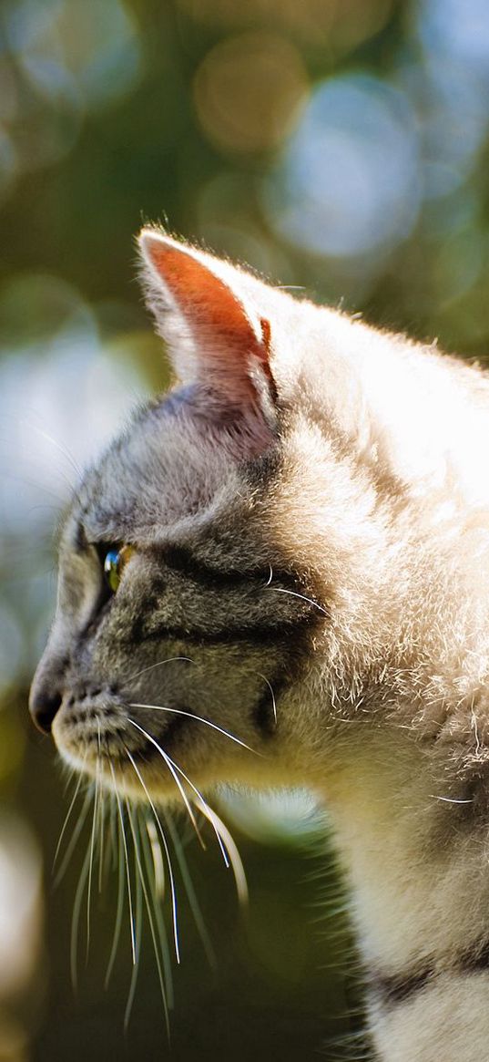 cat, light, glare, profile