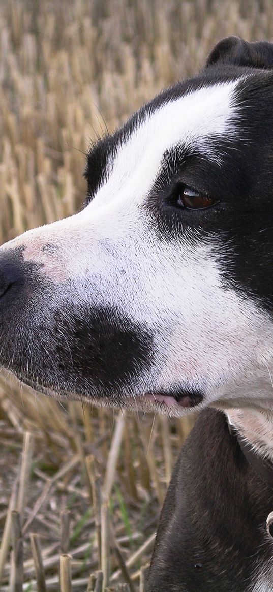 staffy, dog, face, spotted, look