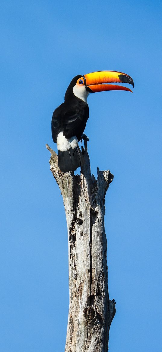 toucan, bird, beak, pillar