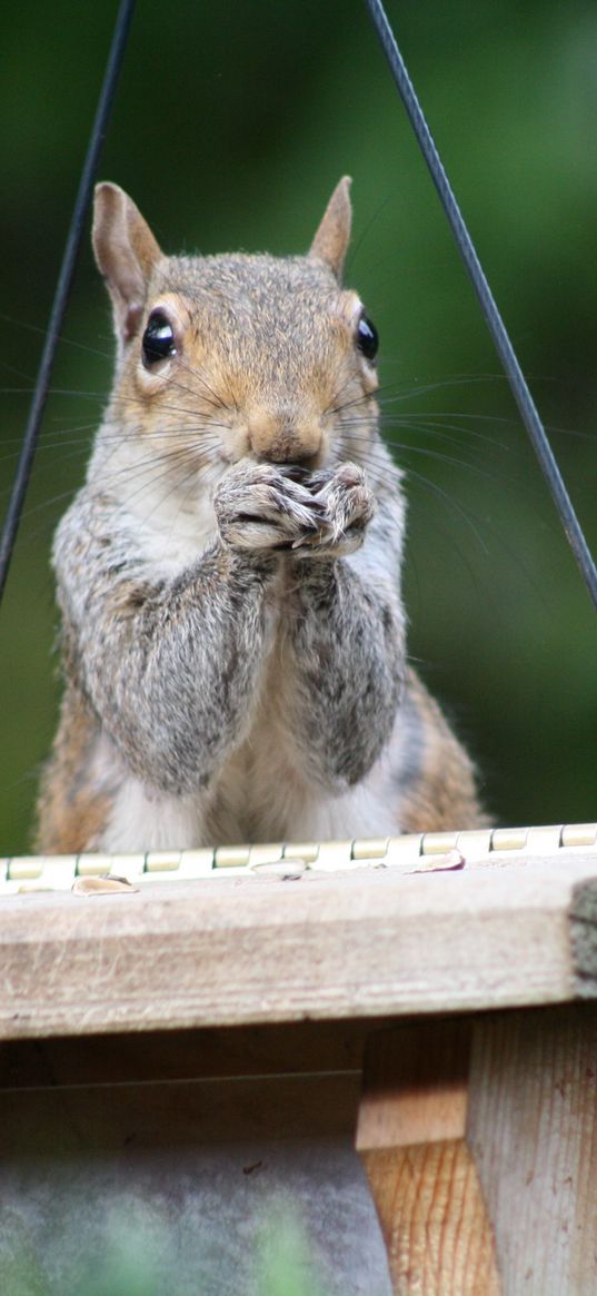 squirrel, legs, sitting, hunting, small