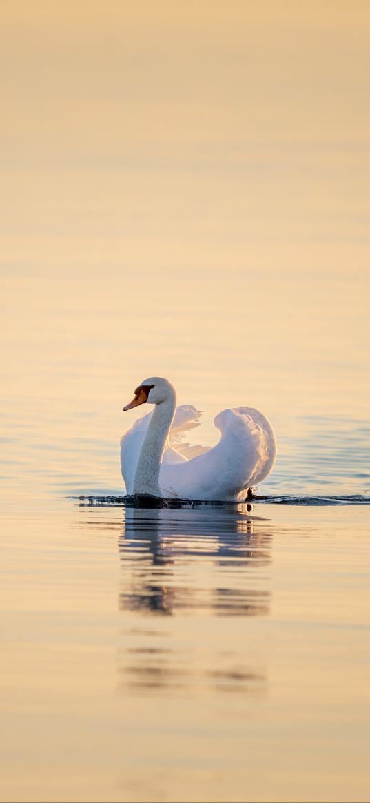 swan, bird, water, water surface