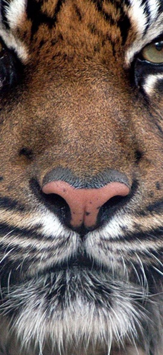 tiger, fur, muzzle, eyes, predatory