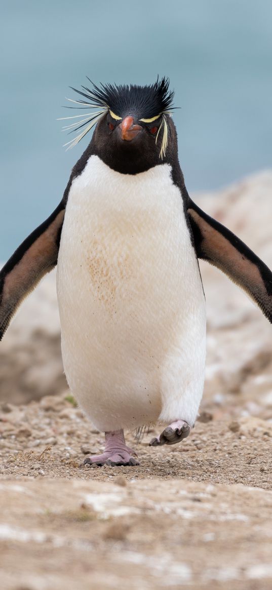 penguin, animal, funny