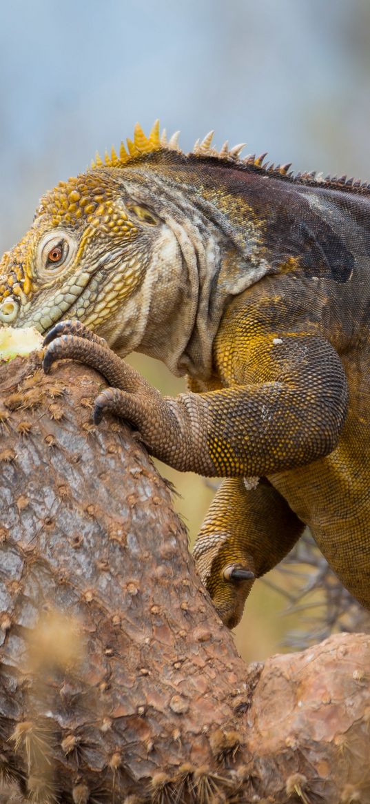 reptile, monitor lizard, large lizard