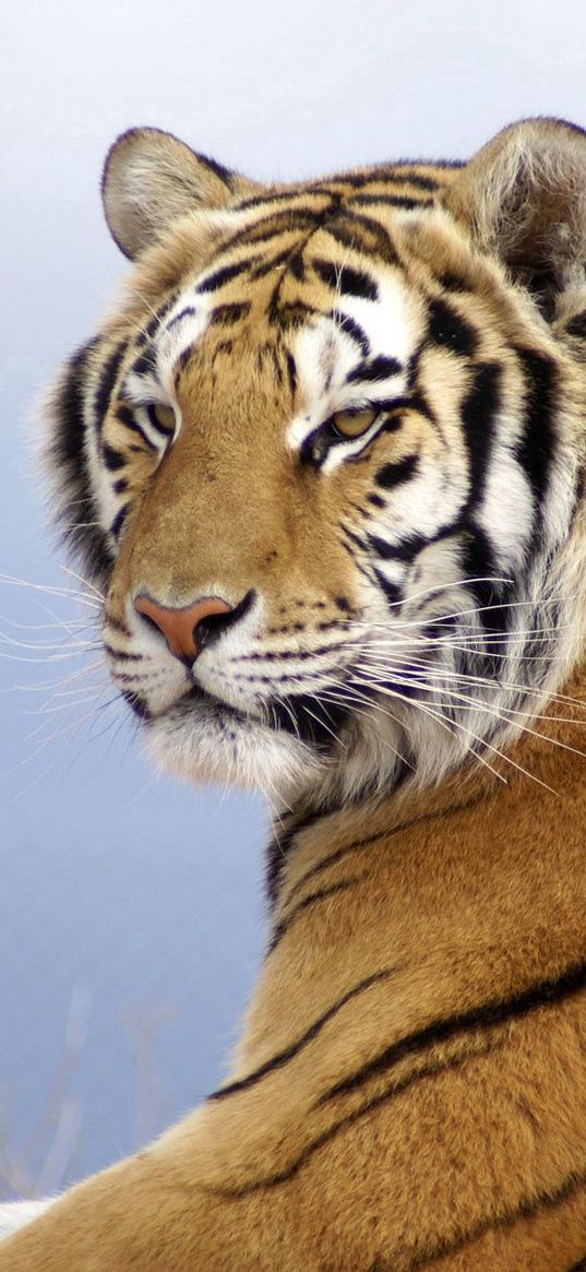 amur tiger, striped, predator, lying