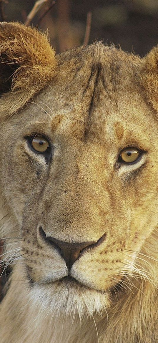 lion, young, face, big cat, cute