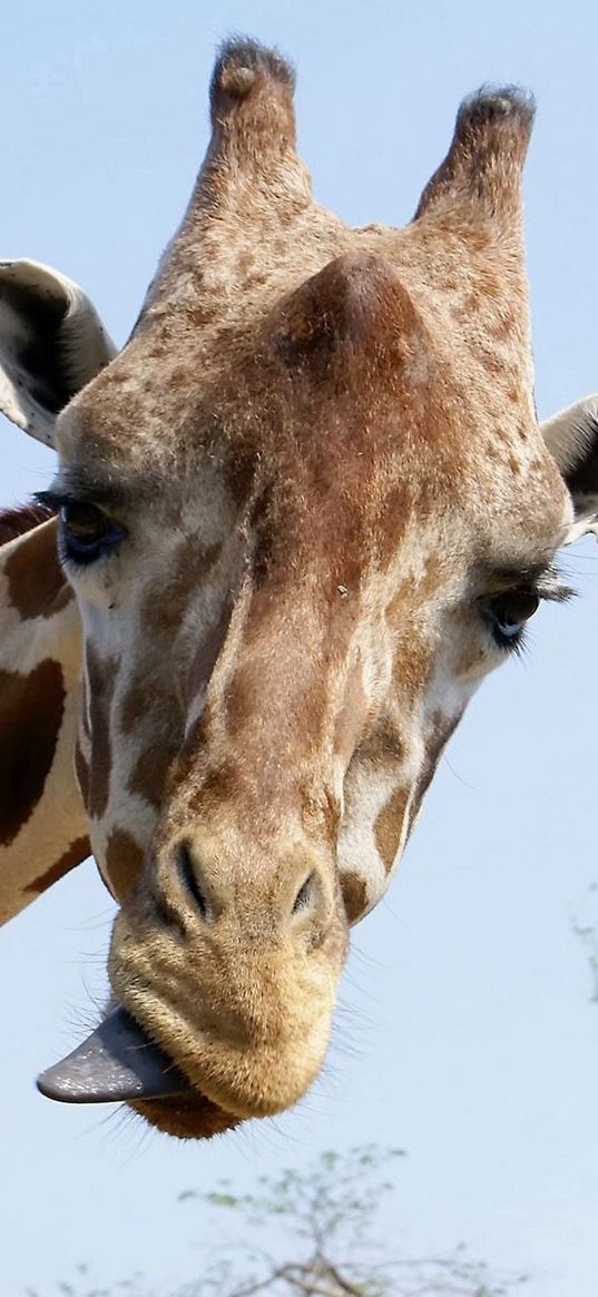 giraffe, face, funny, tongue