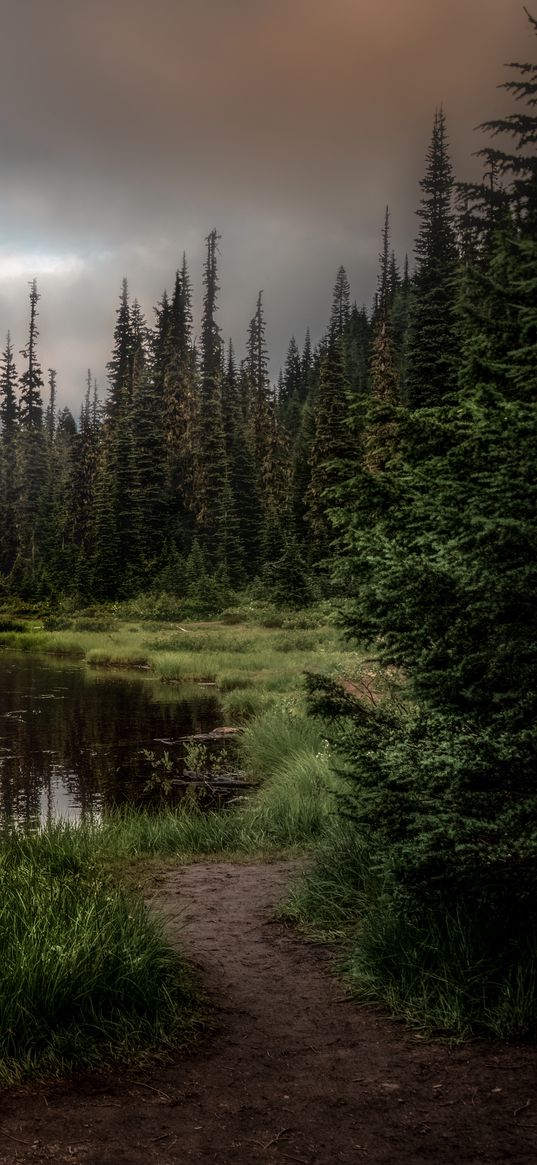 forest, lake, grass, spruce