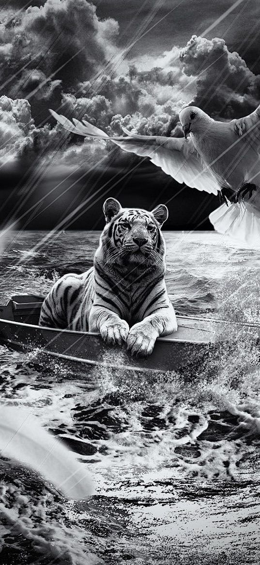 tiger, boat, sailing, sky, light