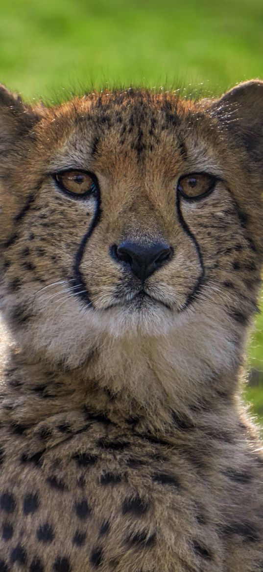 cheetah, big cat, face