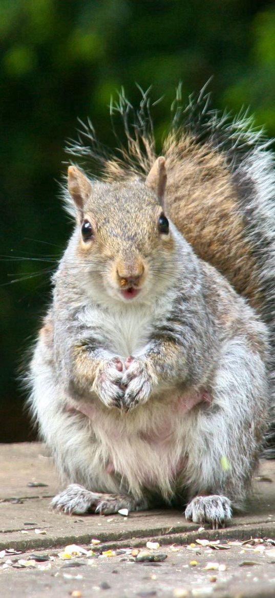 squirrel, tail, elegant, sit, fear