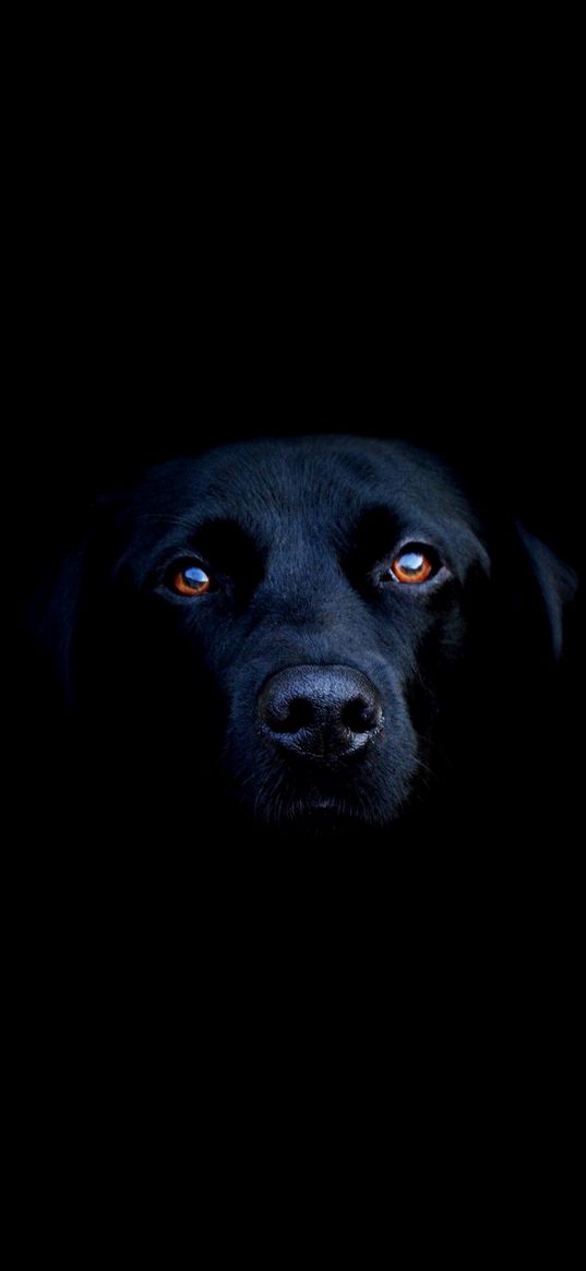 dogs, shadow, black, eyes, face, nose