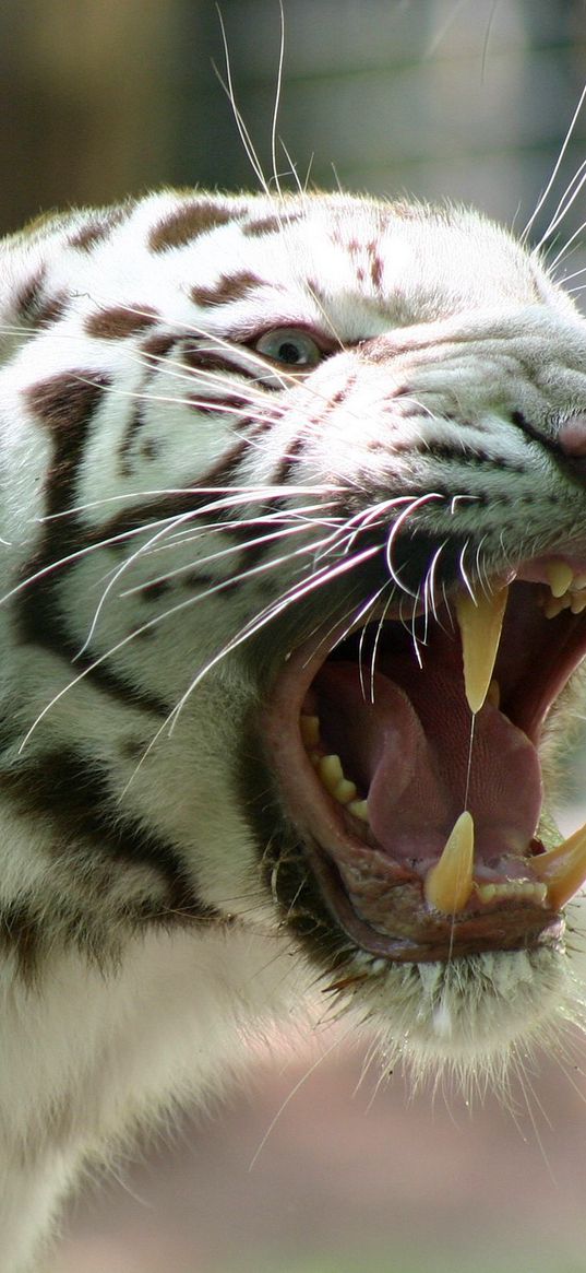 engal tiger, stripes, rage, anger, teeth