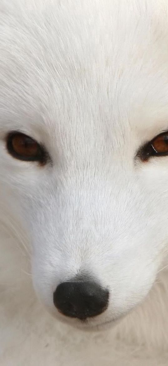 arctic fox, white, eyes, face