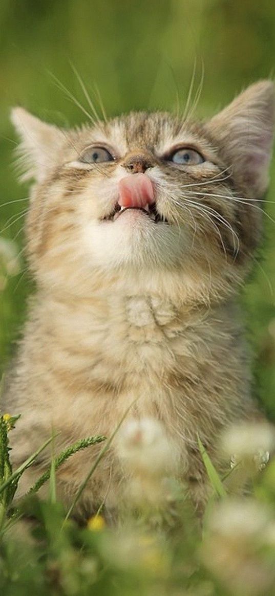 cat, grass, tongue, curiosity, licking