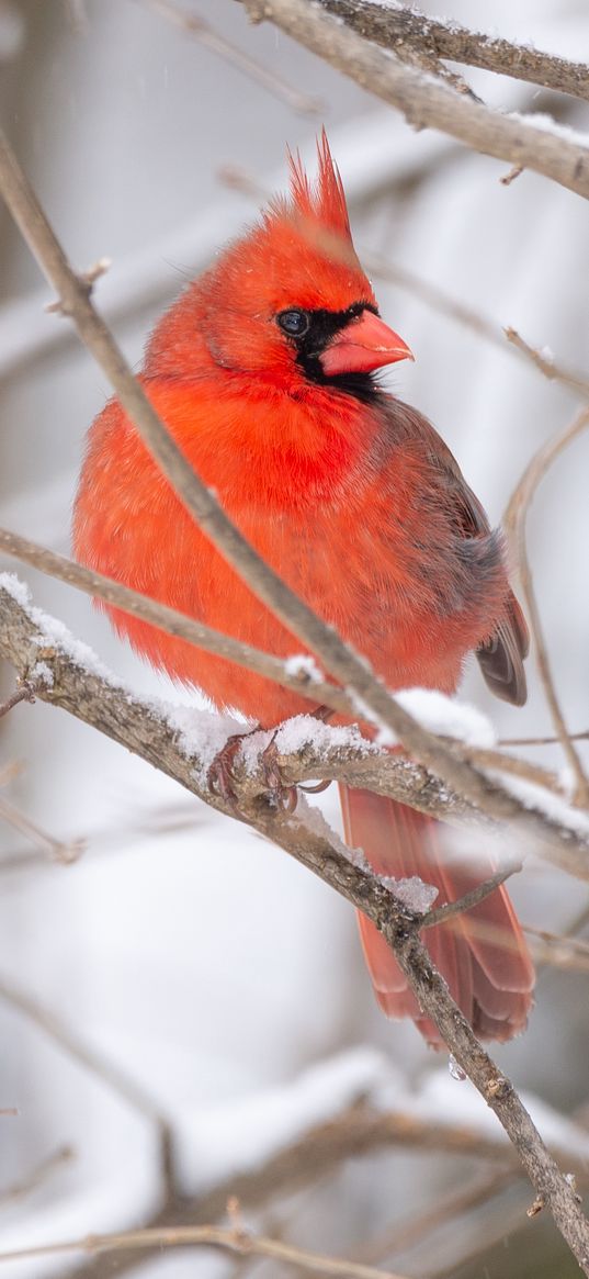 red cardinal, bird, branch