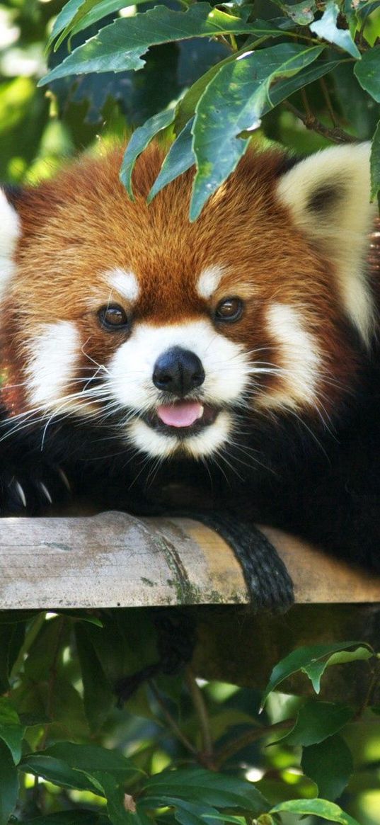 red panda, lie down, tree, branch