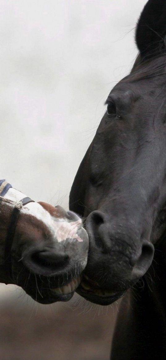 horse, kiss, couple, different, colors