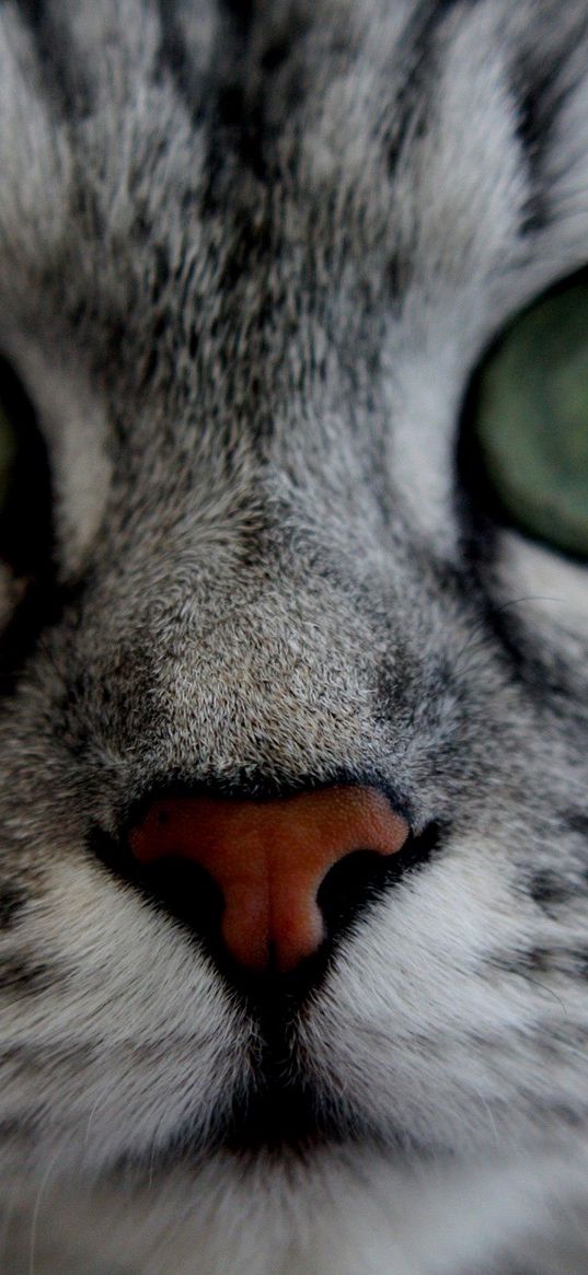 cat, face, eyes, gray, fluffy, cute