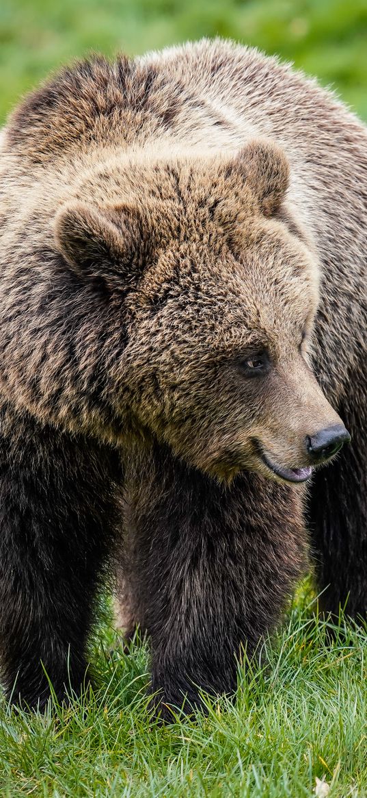 brown bear, cute, head