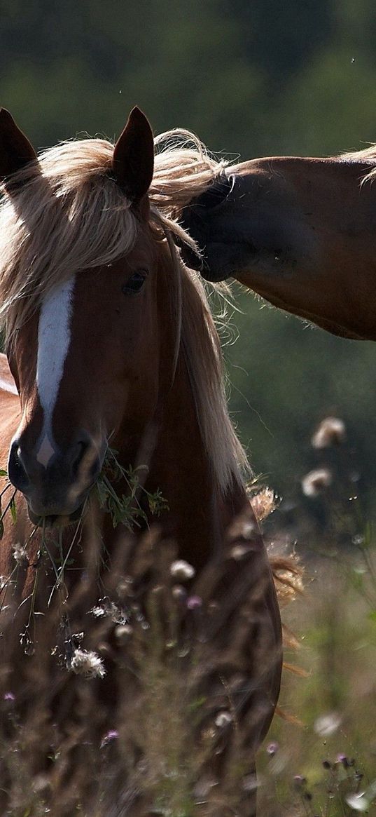 horses, caring, couple, field, grass, tender, shade