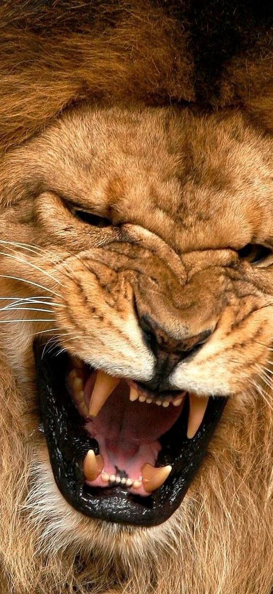 lion, lioness, mane, teeth, anger, aggression