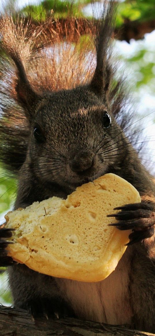 squirrel, food, wood, sit, fluffy, tail