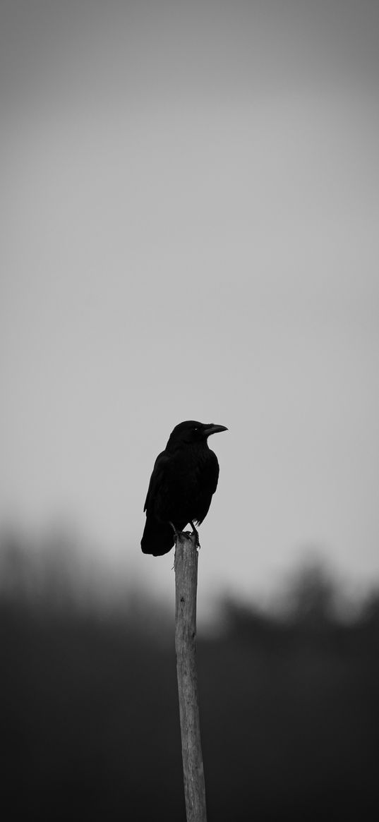 raven, bird, bw