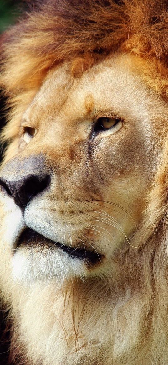 lion, mane, beautiful, face, old