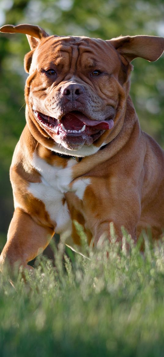 bulldog, dog, protruding tongue