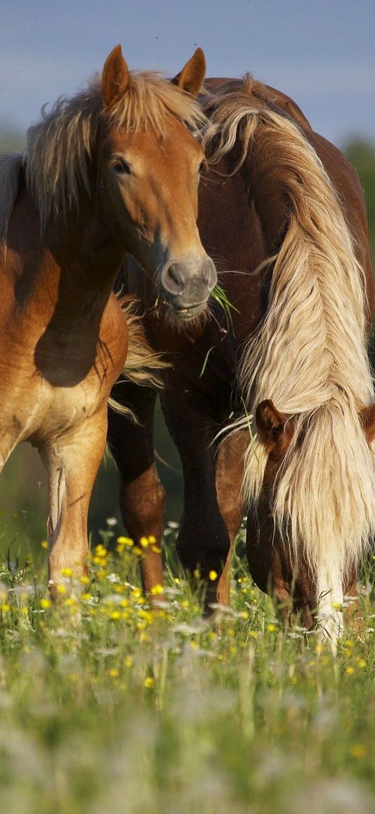 horses, stallion, grass, eating, walking