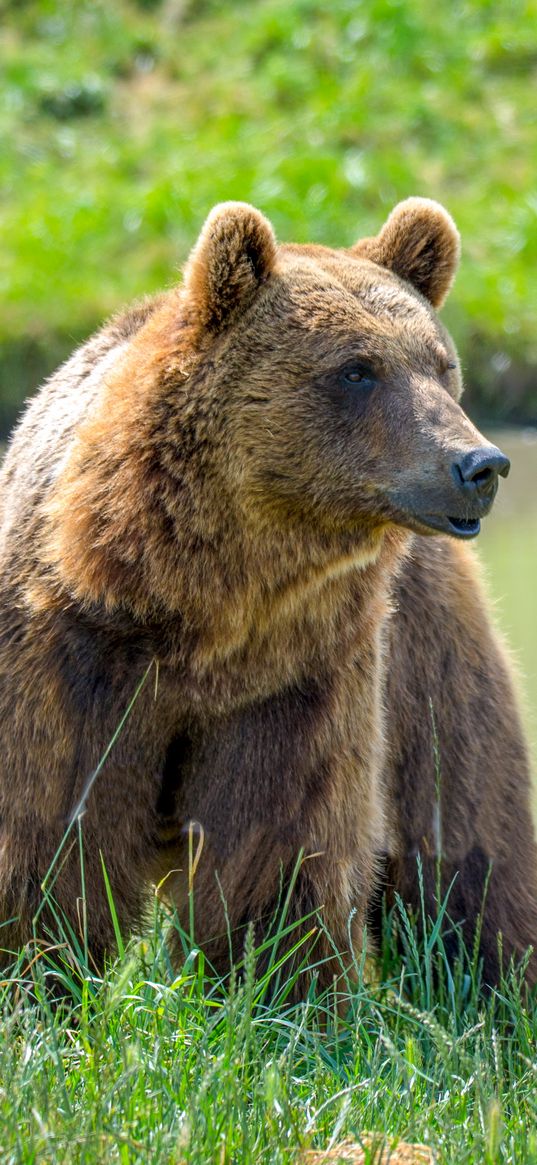 brown bear, face, predator