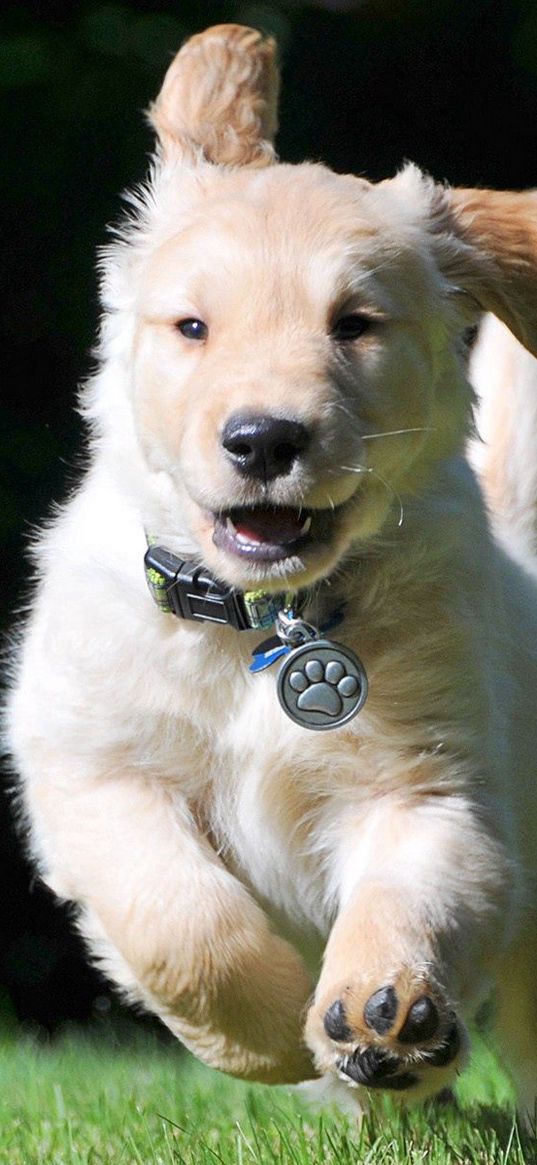 puppy, collar, running, wind