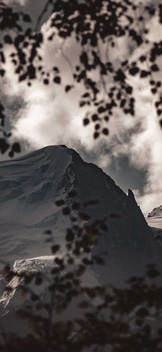 rock, branches, gloom