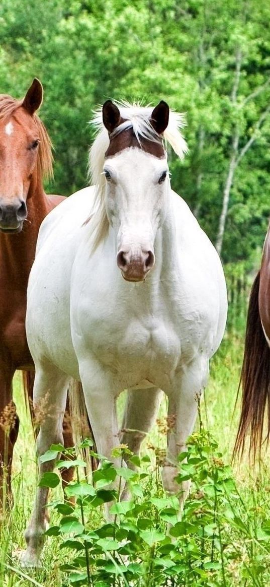 horses, herd, grass, color