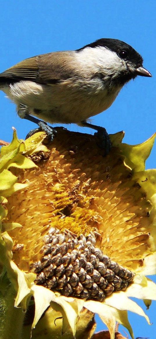 sparrow, bird, sunflower, sky, foliage, sit