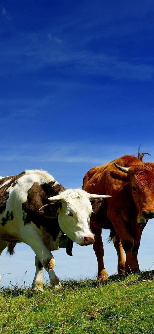 cows, three, elevation, summer, grazing, grass