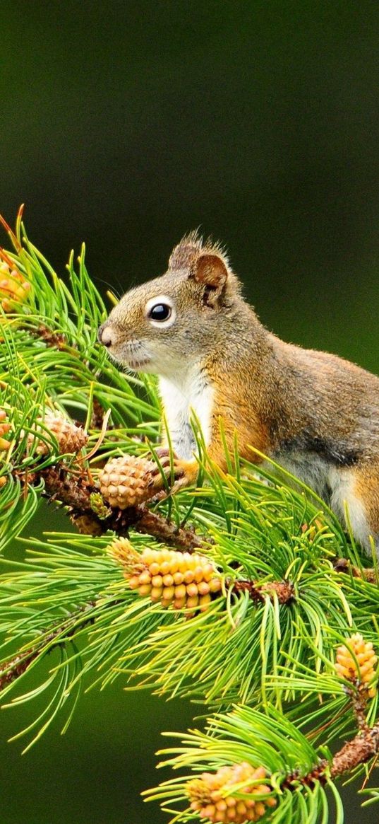 squirrel, branch, tail, sitting