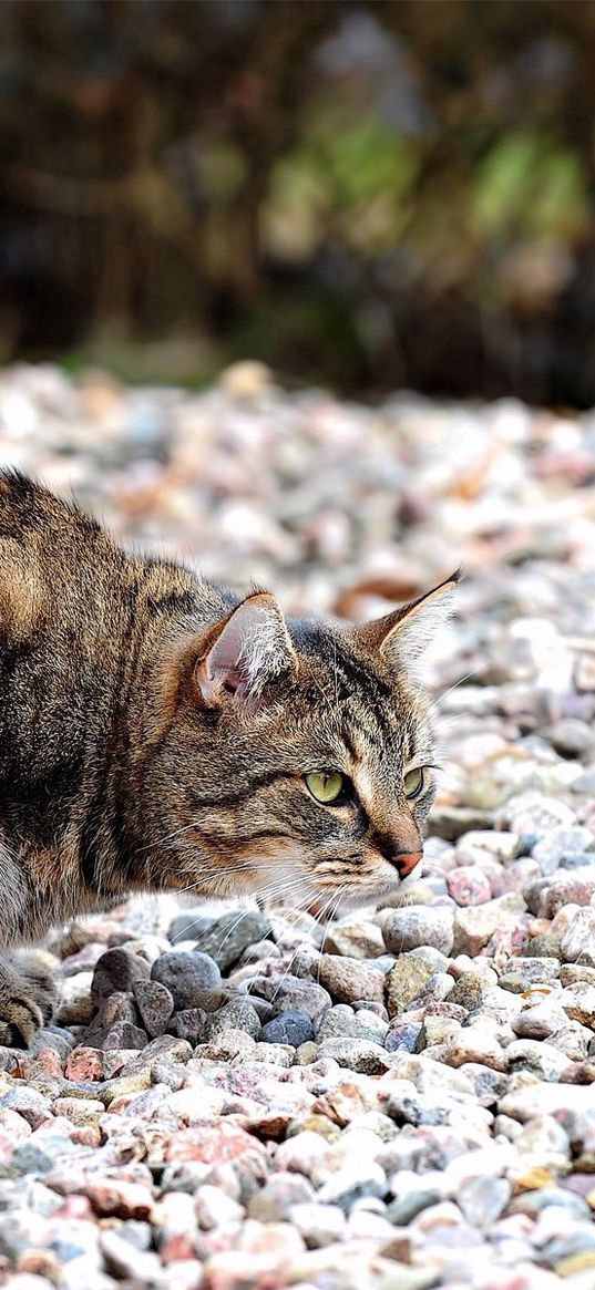 cat, hunting, rocks, bold, spotted